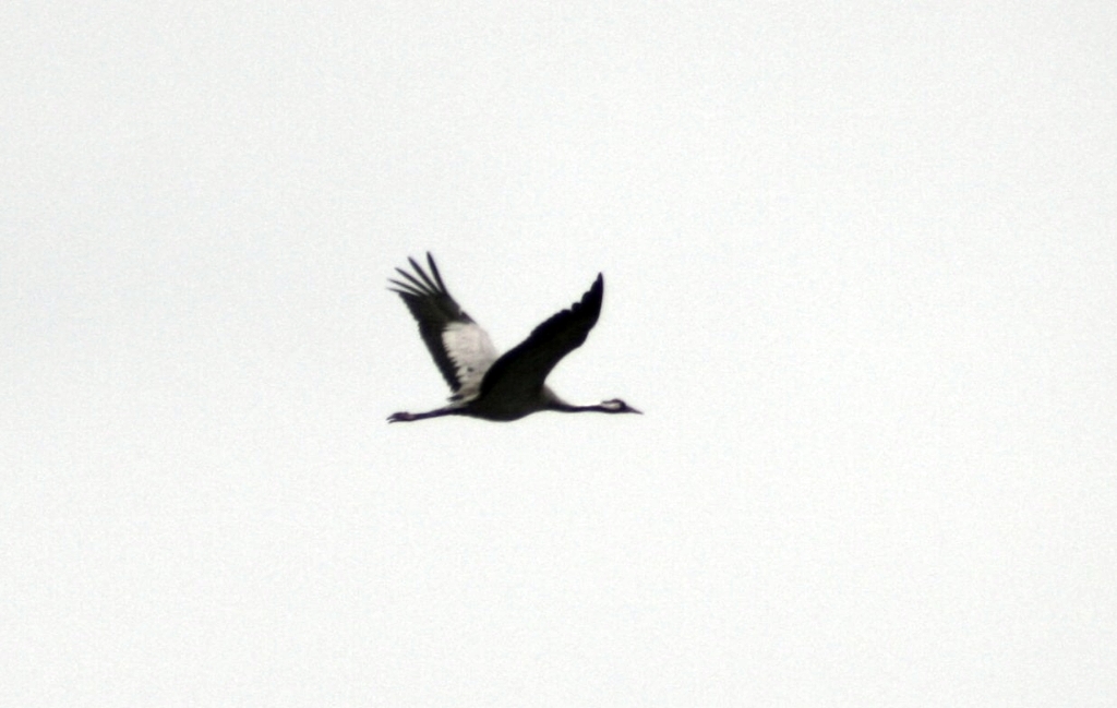 VWG vogelreis Oost Duitsland mei 2010 495